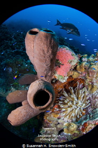Cayman's beautiful North Wall, rich with life!  An anenom... by Susannah H. Snowden-Smith 